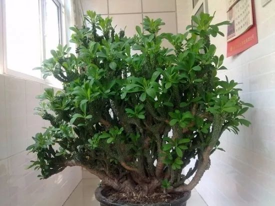 带刺开花植物大全名称（带刺的花有哪些适合家庭养）