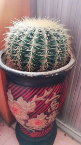 ​带刺开花植物大全名称（带刺的花有哪些适合家庭养）