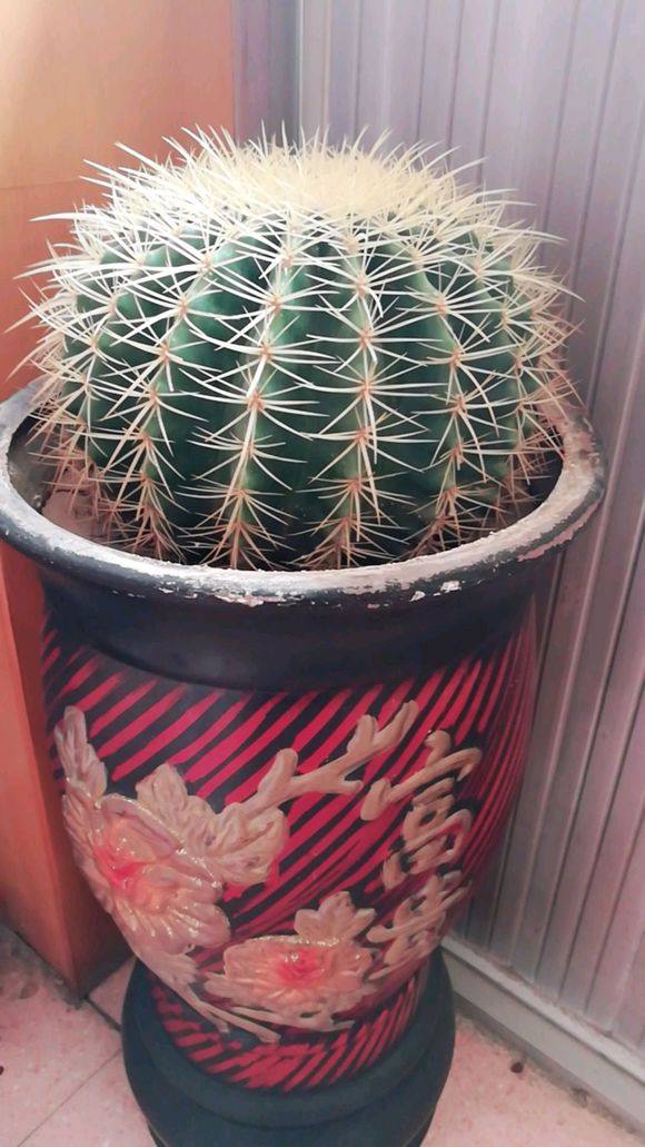 带刺开花植物大全名称（带刺的花有哪些适合家庭养）