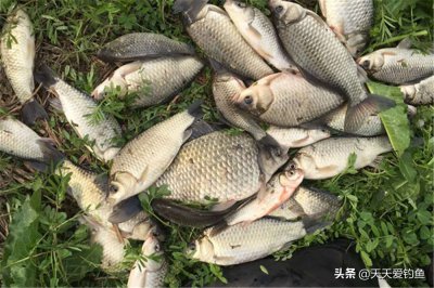 ​夏天高温钓鲫鱼饵料怎么配最好-（夏季野钓鲫鱼用什么饵料最好）