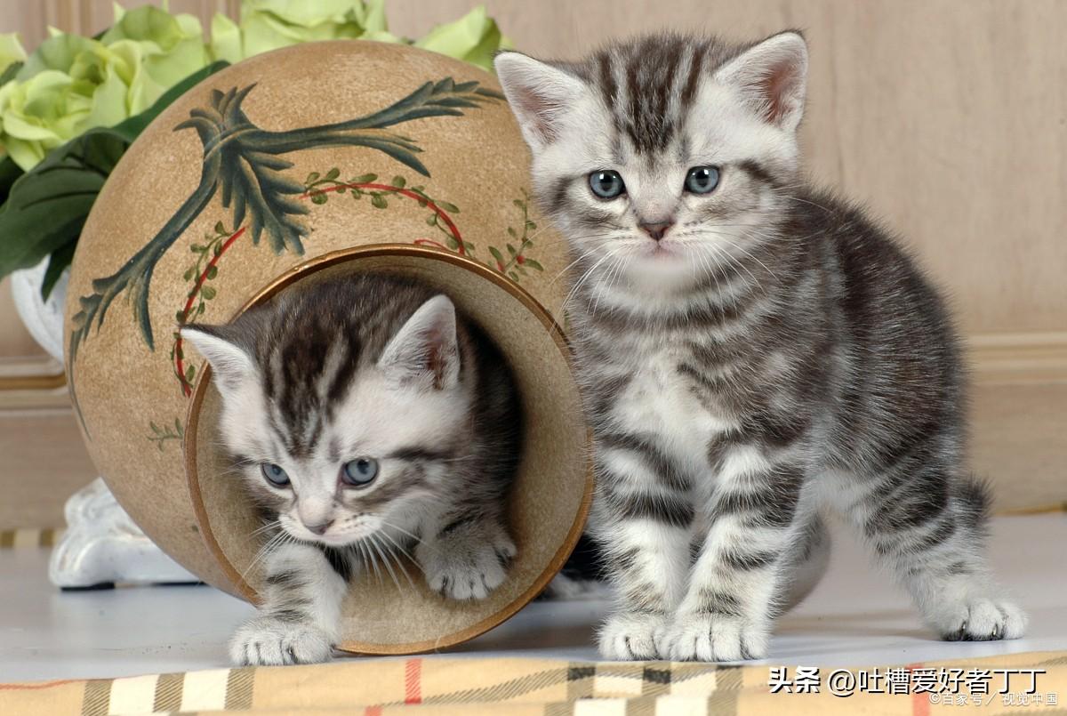 猫咪眼睛流泪有点睁不开是咋回事(猫咪一直流眼泪眼睛睁不开)
