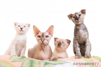 ​猫咪眼睛流泪有点睁不开是咋回事(猫咪一直流眼泪眼睛睁不开)
