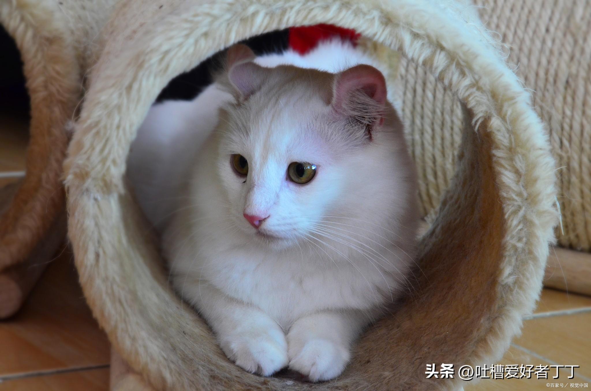 猫咪眼睛流泪有点睁不开是咋回事(猫咪一直流眼泪眼睛睁不开)