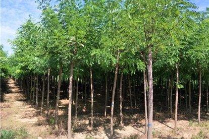 国槐和洋槐的区别(国槐和洋槐哪个价值高)