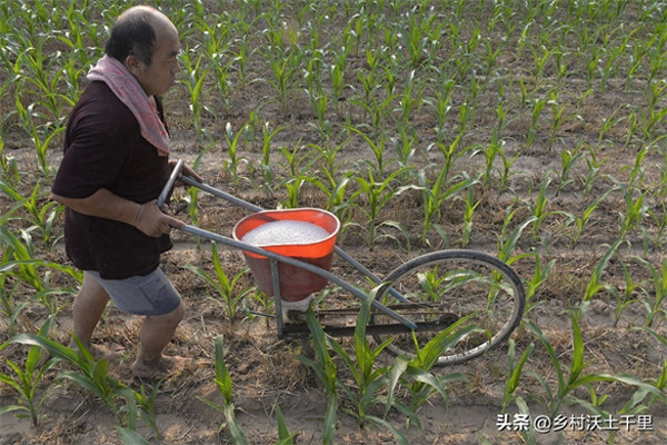 种玉米施什么肥料好(玉米用什么肥料能高产)