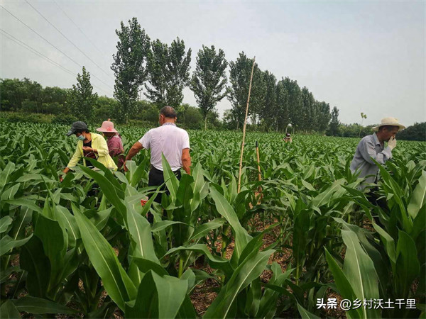 种玉米施什么肥料好(玉米用什么肥料能高产)