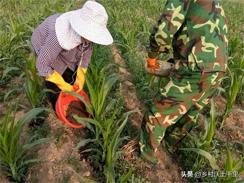 种玉米施什么肥料好(玉米用什么肥料能高产)