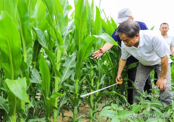 种玉米施什么肥料好(玉米用什么肥料能高产)