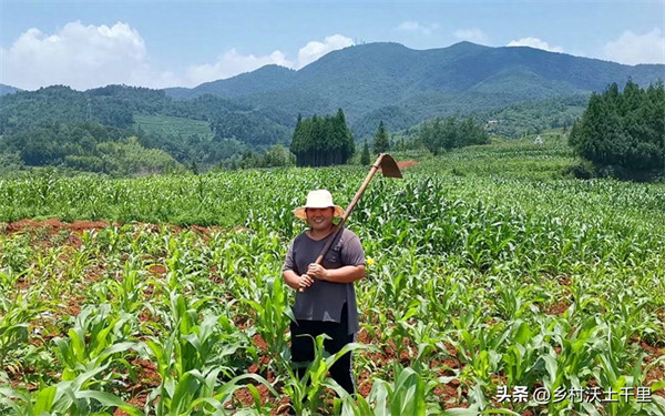 种玉米施什么肥料好(玉米用什么肥料能高产)