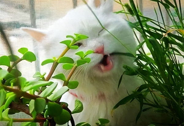 猫能吃饼干吗(猫咪可以吃饼干吗)