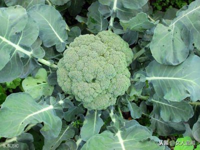 ​西兰花变黄还可以吃不（西兰花发黄还能不能吃）