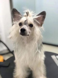 ​中国冠毛犬多少钱一只(中国冠毛犬的优缺点)