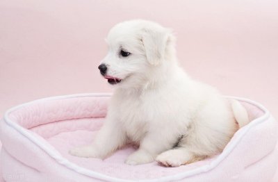 ​狗狗便便什么样才算正常？狗狗肠胃是否健康？