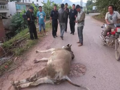 ​为什么牛会下跪流泪！不是一般的动物，今天明白了