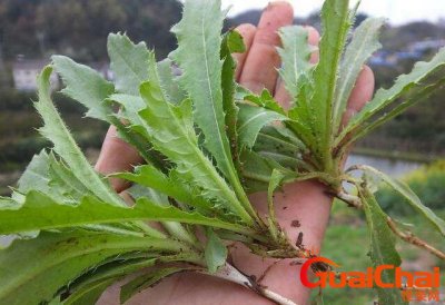 ​刺儿菜的功效与作用及禁忌 刺儿菜的功效与作用及食用方法