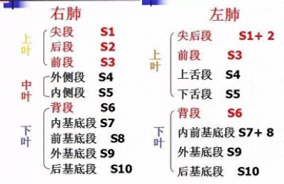 ​支气管CT解剖分段图谱