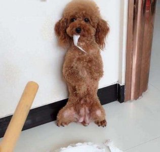 ​泰迪犬最怕这5种惩罚，随便一种，都会让它的身体“坏掉”