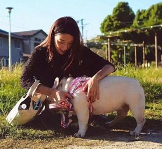 ​法国斗牛犬的5大缺点，劝你最好别养！