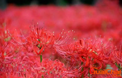 ​彼岸花有哪几种颜色？彼岸花都有啥颜色？