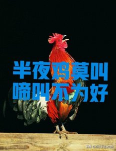 ​老话：“半夜鸡莫叫，啼叫不为好”！难道鸡叫不好？有什么说法吗
