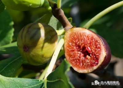 ​无花果的栽培技术有哪些（实用的无花果栽培技术大全，请收藏）