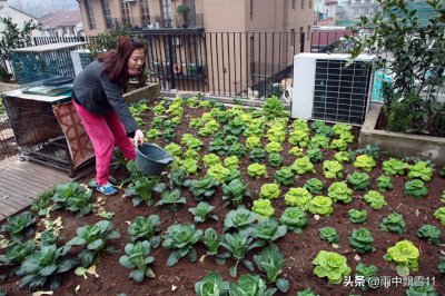 ​家庭小菜园怎样规划才好？家庭小菜园种植蔬菜的种类有哪些？