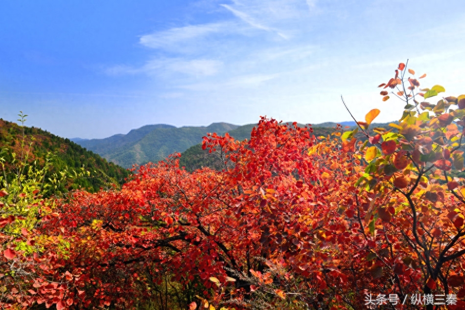 观赏红叶正当时，一起围观陕西铜川香山红叶红满天
