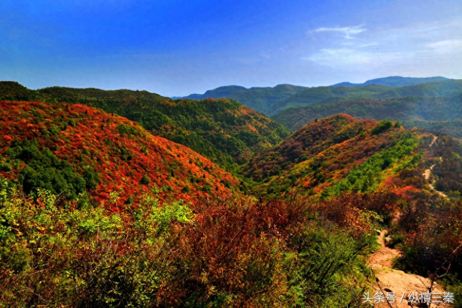 观赏红叶正当时，一起围观陕西铜川香山红叶红满天