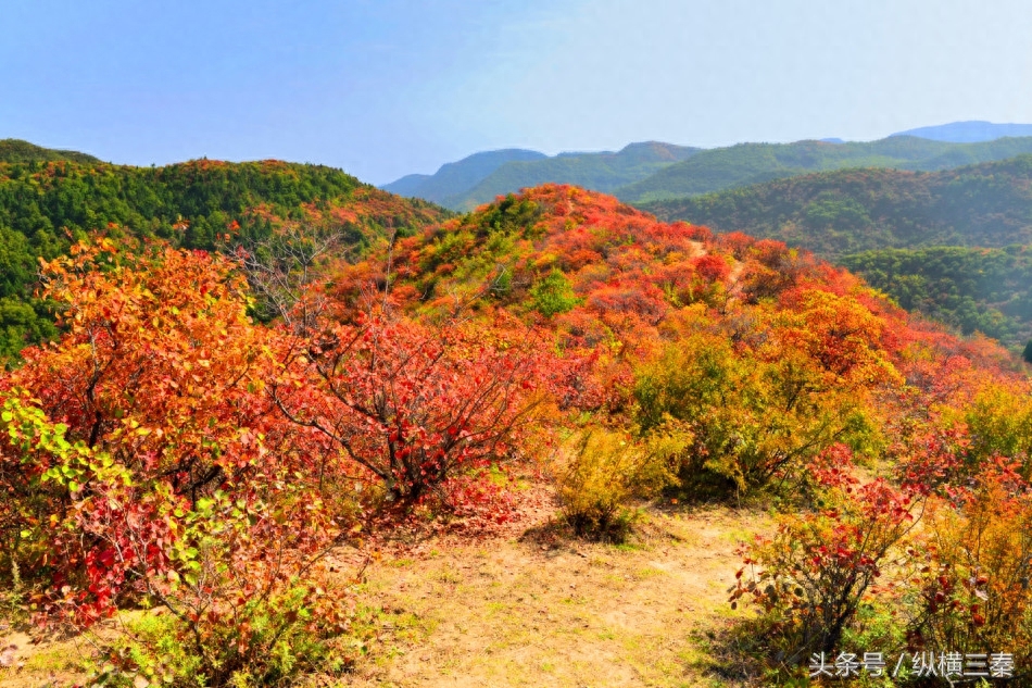 观赏红叶正当时，一起围观陕西铜川香山红叶红满天