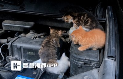 ​萌化了！福州一小车引擎盖里躲进4只小奶猫，专业人士建议……