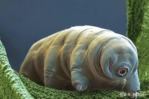 水熊虫(地球上最强的生物)