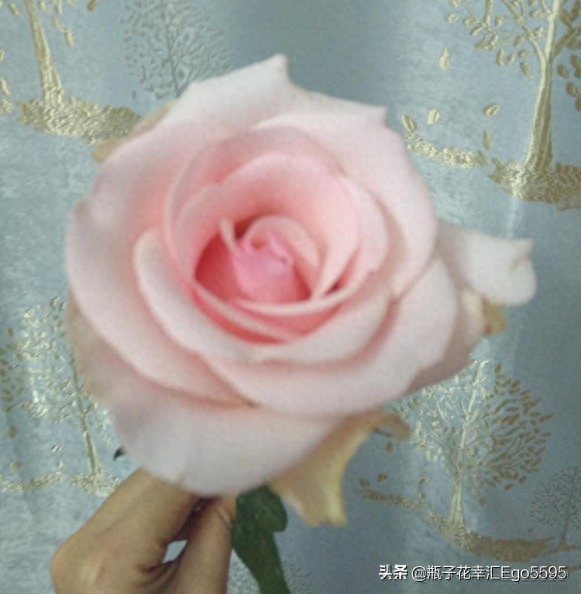 粉色系列玫瑰之一，粉佳人玫瑰