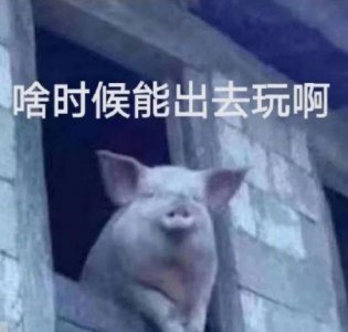 ​最新热门表情包动图片：啥时候能出去玩，老实巴交