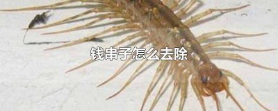 ​屋里有钱串子怎么去除味道呢 屋里有钱串子怎么办