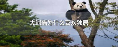 ​野生大熊猫独居还是群居好 大熊猫是独居还是群居