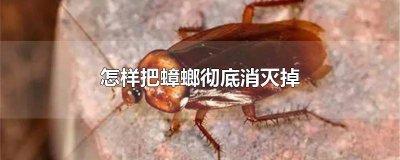 ​蟑螂怎么消灭掉视频 蟑螂怎么消灭掉图片
