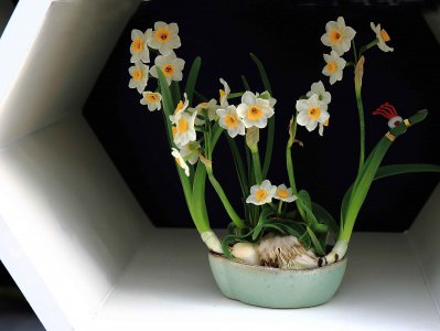 ​水生花卉植物有哪些 ？园艺师教你，8种“水生花”，怎么都泡不烂