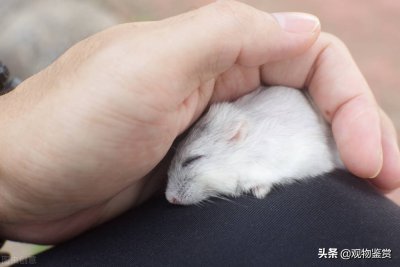 ​仓鼠死了怎么处理比较干净（仓鼠死了家里要消毒吗，仓鼠死后怎么处理？）