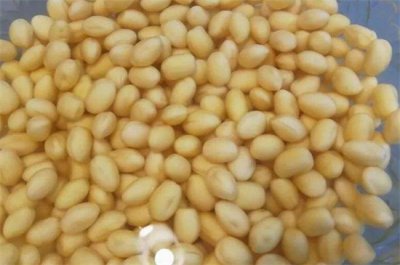 ​怎么样发黄豆芽？掌握6个步骤可种爆盆