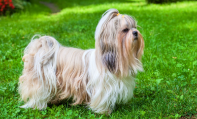 ​西施犬为什么没人养，是因为它有这些“不足”吗？