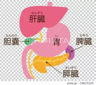 ​脾的作用和功能是什么（人体中“脾脏”的作用是什么？）