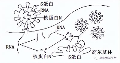 ​黑藻是高等植物还是低等植物（黑藻图片）