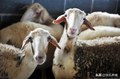 ​羊驱虫的正确方法（小狗驱虫的正确方法是什么）