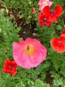 ​虞美人(十大节气专家花·小满·虞美人详解)