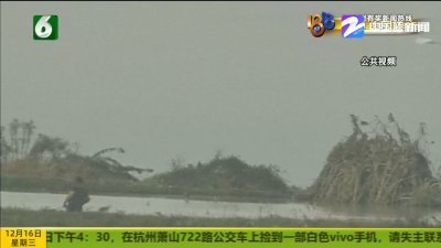 ​野鸭怎么才能抓的到（野鸭子怎么才能抓到）