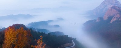 ​海棠树苗几年结果 海棠树几年能长成大树
