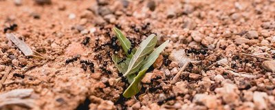​蚂蚁有哪些特点和本领 蚂蚁的介绍和特点