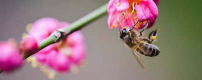 ​怎么让蜜蜂飞出房间 家里进蜜蜂了怎么赶出去