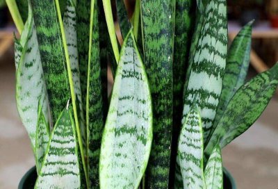 ​植物吸收甲醛会枯萎吗「植物吸收甲醛会死吗」