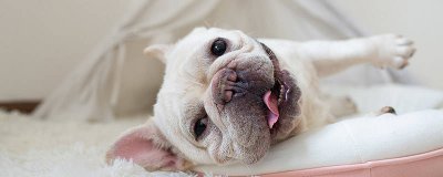 ​狗狗两岁了还能得犬瘟吗 狗狗两岁还会得犬瘟吗